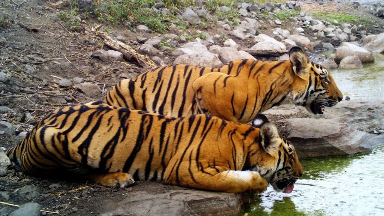 melghat-tiger-reserve-machaan-census-2017-youtube