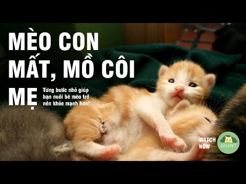 Video: Cách nuôi mèo con sơ sinh: 15 bước