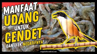 Manfaat Udang untuk Burung Cendet dan Efek Negatifnya! Dan Porsi Pemberiannya Agar GACOR!