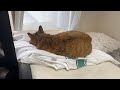 Tシャツの上で寝ないで。と言うと文句言いながらどく猫