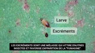 Attaque De Thrips Observée Sur Aloe Arborescens.