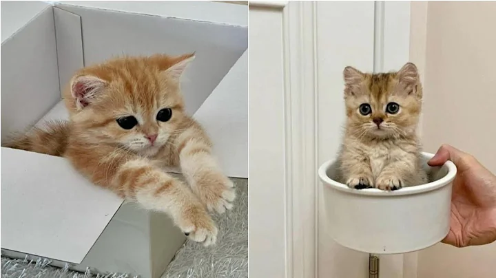 Video 10529211: kitten enjoys playing, adorable kitten enjoying, little kitten, kitten funny, funny cat