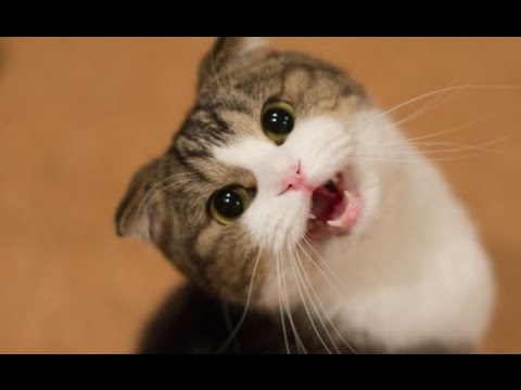 Katzen Reden Und Machen Lustige Geräusche Lustige Katzen Videos