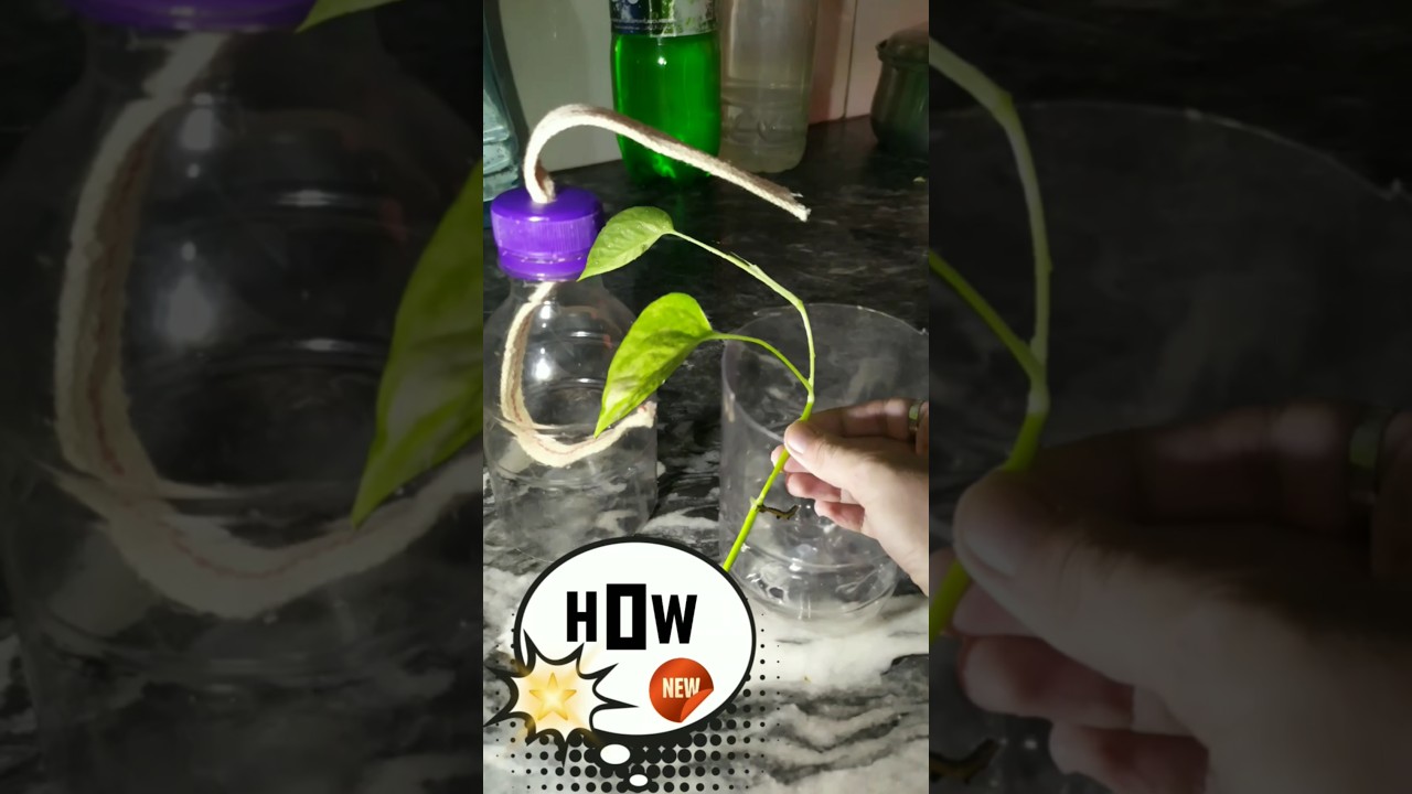 HEALTHY PLANTS, NO FUSS : NEVER FORGET TO WATER | DIY SELF-WATERING POT THAT LASTS FOR TEN DAYS! 🔟