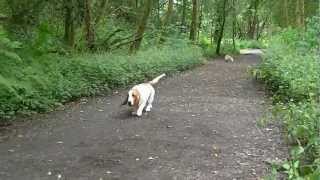 Scottish Basset Hound Walkers at Gartmorn Dam July 2012.mkv by Ally Crombie 1,182 views 11 years ago 7 minutes, 50 seconds