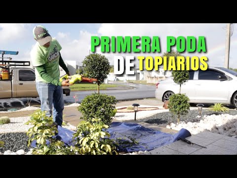 Video: Mantener pequeños topiarios en el hogar: cómo cultivar un topiario de interior