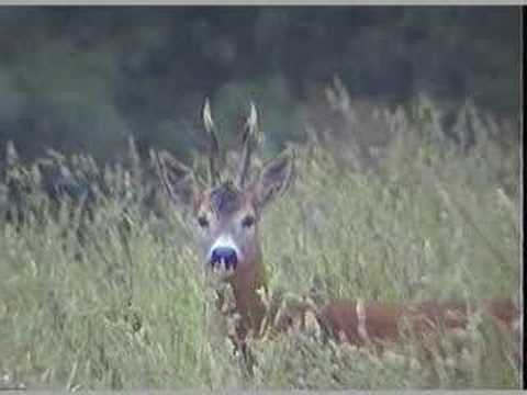 Brown Hares and Roe Deers