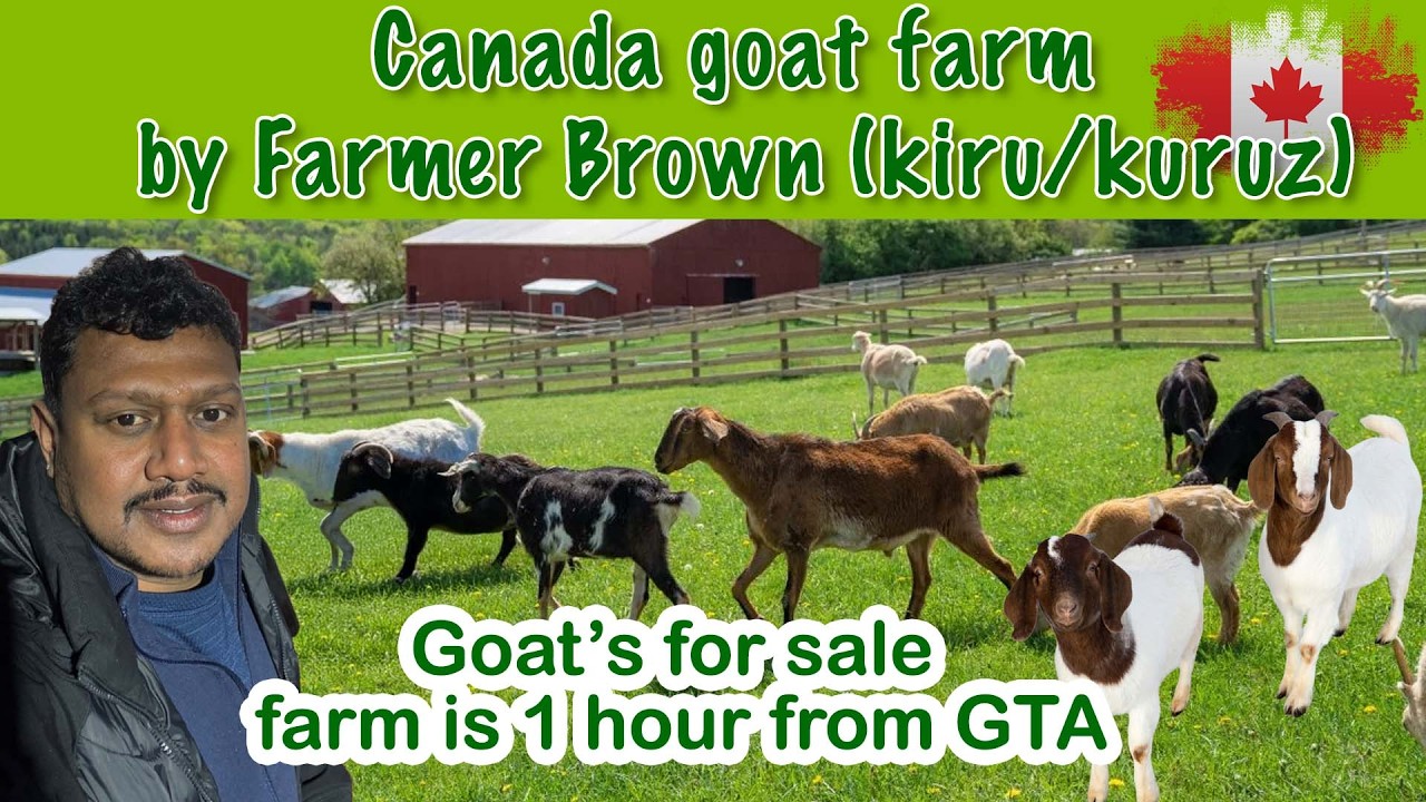 Canada goat Farm by FarmerBrown (kiru/Kuruz)