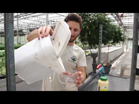 Predatory Mites for Thrips Control with the Bugzooka