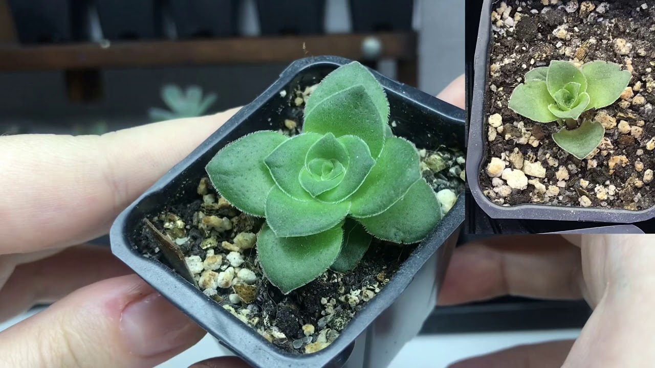 Суккуленты до/после. Как выросли детки суккулентов за 2 месяца