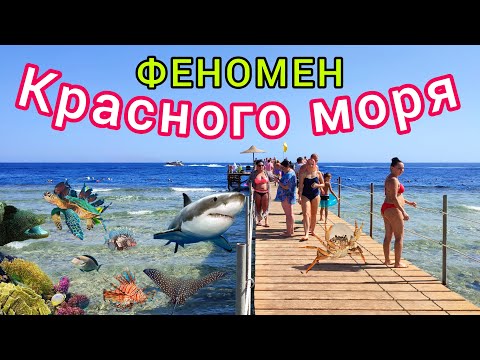 Видео: КРАСНОЕ МОРЕ ❗️ Топ 10 СУПЕР фактов. ОПАСНОСТИ, секреты, ТАЙНЫ и УЖАСЫ Красного моря в Египте 