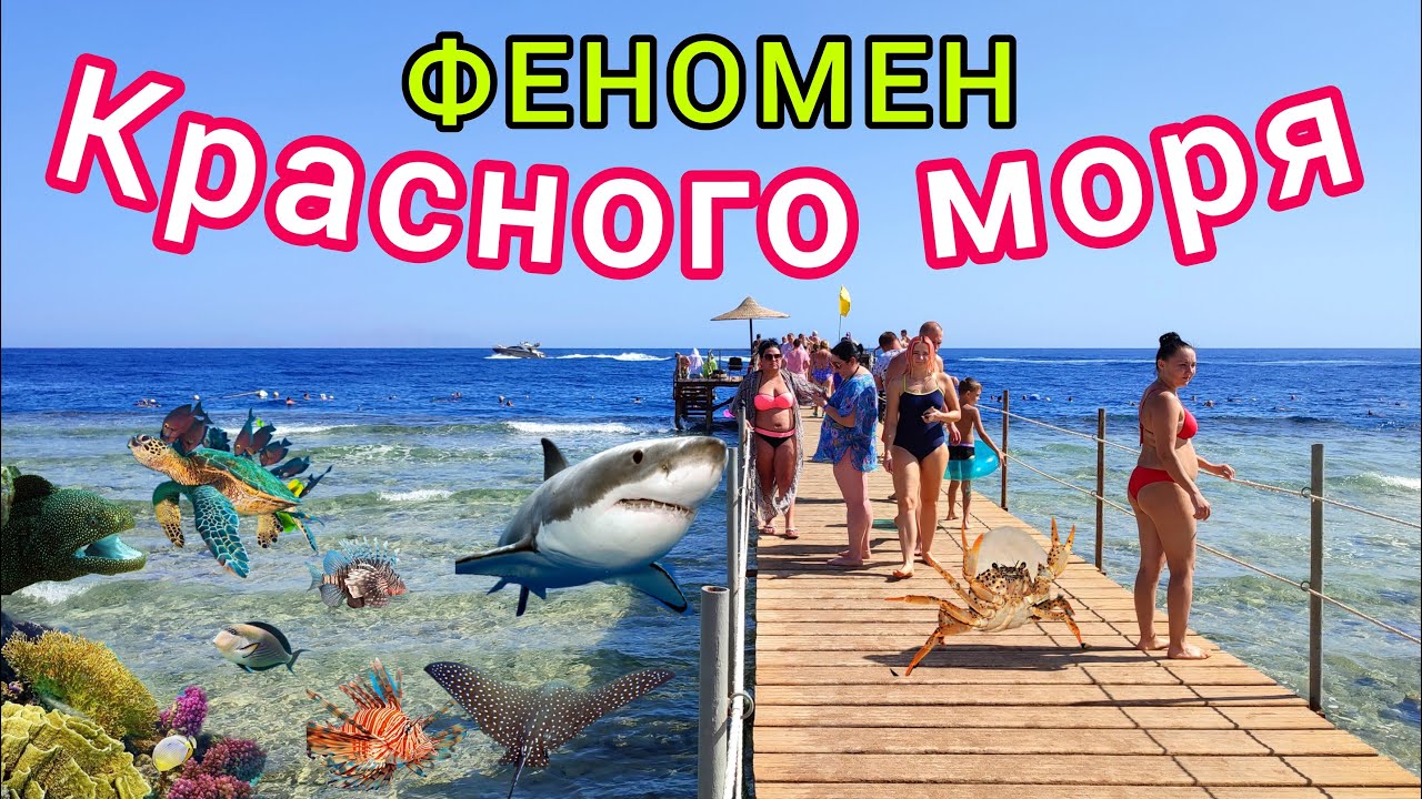 КРАСНОЕ МОРЕ ❗️ Топ 10 СУПЕР фактов. ОПАСНОСТИ, секреты, ТАЙНЫ и УЖАСЫ Красного моря в Египте 🇪🇬