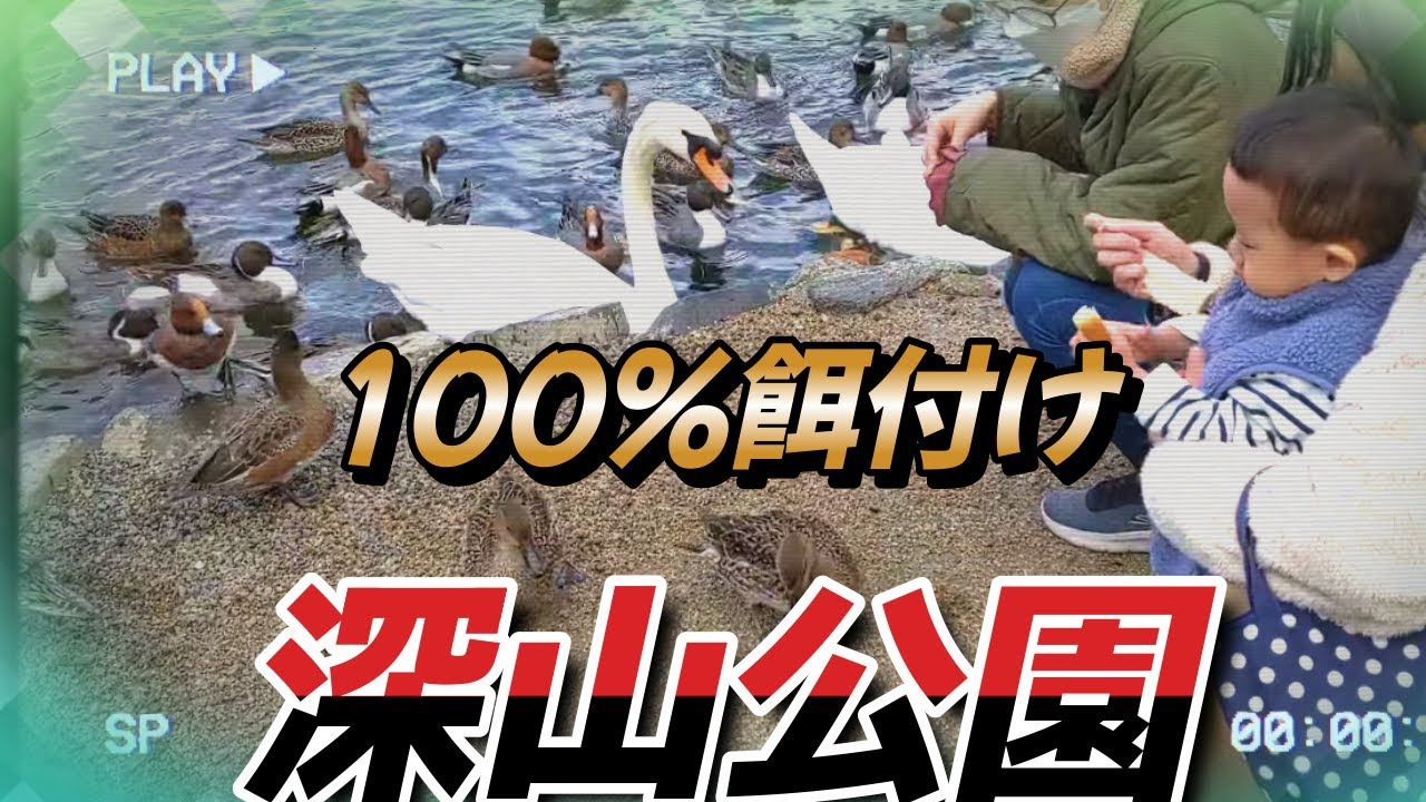 深山公園 餌付けされてる すごい数の白鳥やカモ 赤松池 - YouTube
