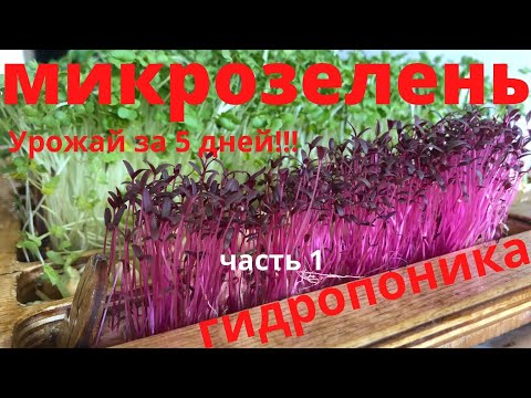 Как вырастить съедобную