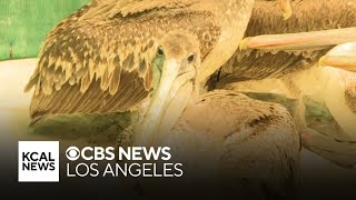 Dozens of sick pelicans overrun SoCal wildlife centers