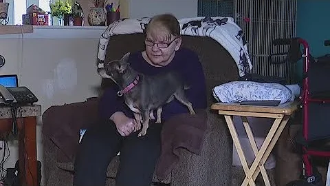 Viewer gives her late mother-in-law's Chihuahua to...