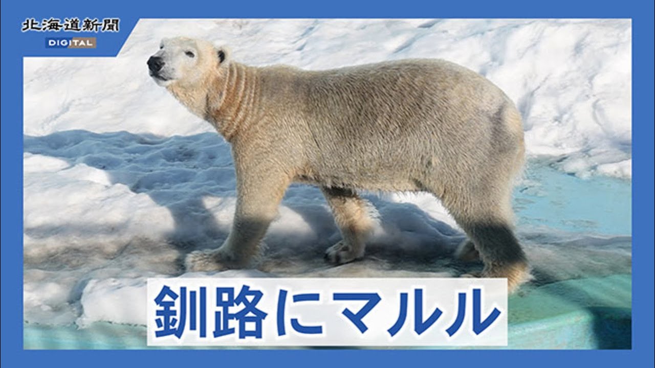 マルルお披露目で長蛇の列　釧路市動物園の新年初開園