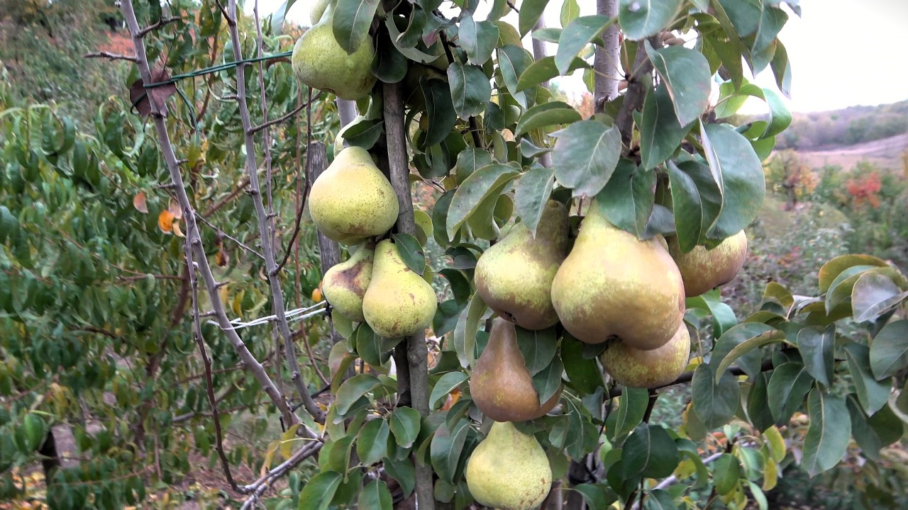 Груши с высокой урожайностью после возвратных весенних заморозков  /Новые сорта в коллекции