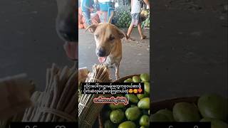 ပို၊က်ဆံရတာနဲ့သွားဝယ်ပီ🤭😂 #trending #youtubeshorts #cute #funny #dog #shorts #viralvideo #fyp