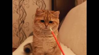 Мимишный котенок Мимишный котенок