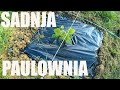 Paulownia tree Shan Thong spring planting - Prolecna sadnja Paulovnije