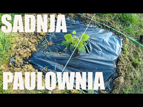 Video: Uvrnuta Cijev Paulovnije