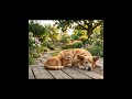 Cat Pranks Dog 😹💥Never Prank A Cat #memes #shorts #funny #ai #catsanddogs #aivideo