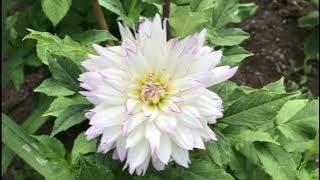 The 2022 Harvesting History Dahlia Collection - Part II - The Decorative Dahlias