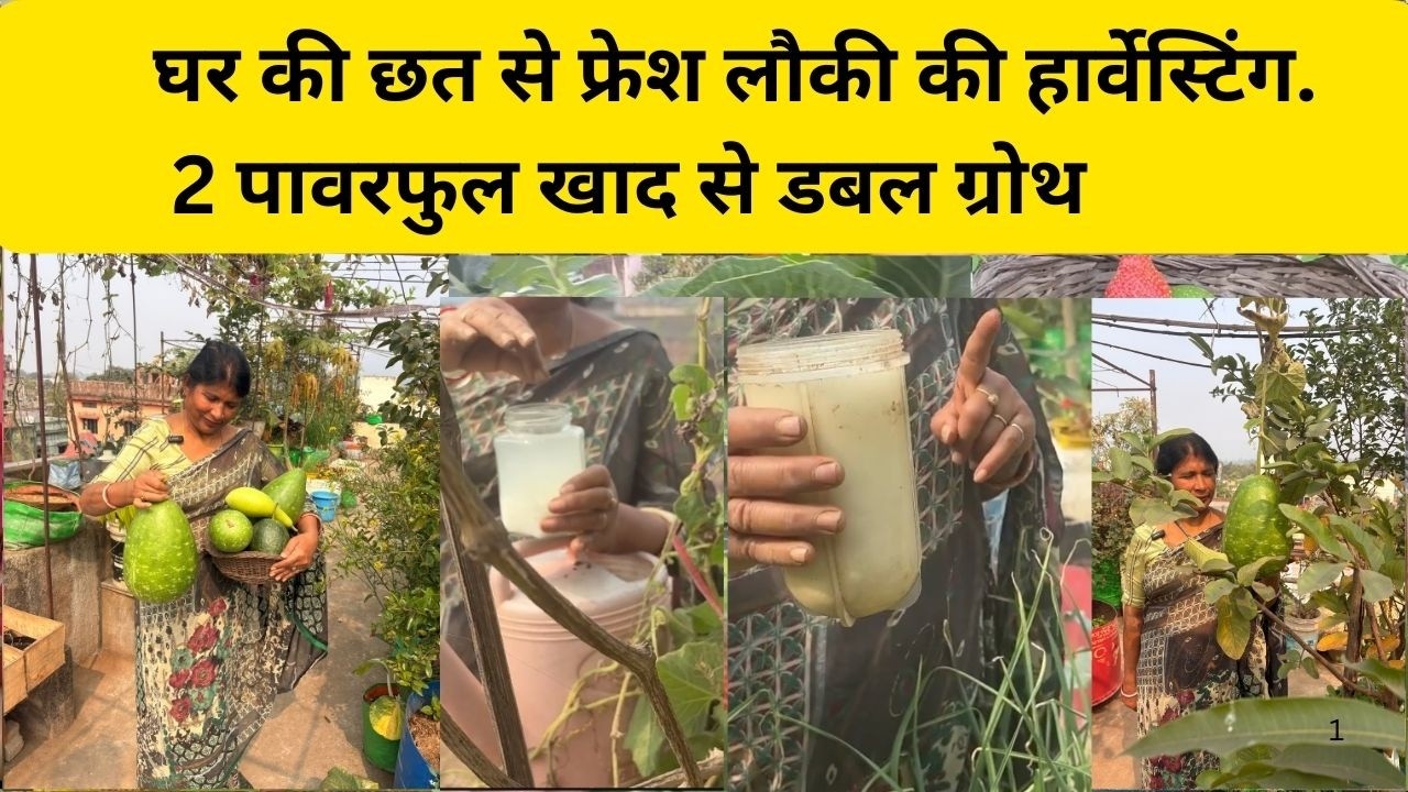 लौकी में नई शाखा कैसे लाए2 पावरफुल खाद से डबल ग्रोथ + बंपर हार्वेस्ट|टेरेस पर रिकॉर्ड तोड़ हार्वेस्ट