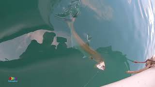 Bluefish attack & catch