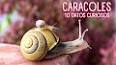 El curioso mundo de los caracoles ile ilgili video