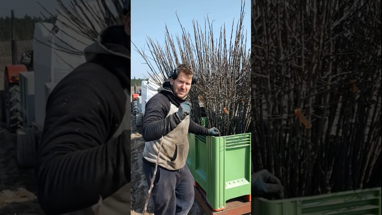 Dlaczego drzewka 7-miesięczne?