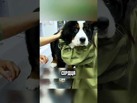 ОДИНОКАЯ СОБАЧКА ОБНИМАЛА ИГРУШКИ🥹