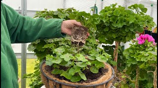 Ivy Leaf Pelargoniums and Planting Hanging Baskets