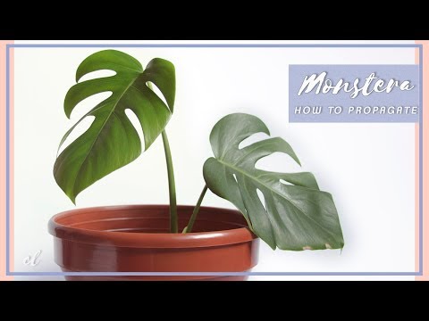 Video: Métodos De Cría De Monstera