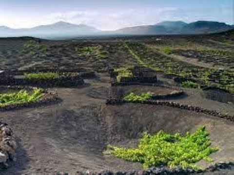 Los vinos de Lanzarote, la Geria zona vinícola, Islas Canarias Turismo España.