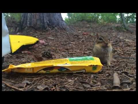 Белка ворует конфеты с орехами  | Squirrel steals candy with nuts  | Приколы до слез - Collab  #22
