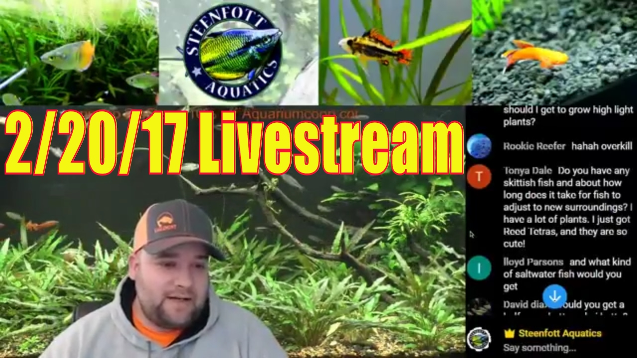 cichlid aquarium plants 🔴 Aquarium Livestream - Todays Video of the day =) Possible new Betta Fish?