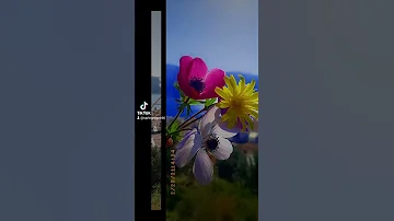 اغنية سيرين عبد النور قد ما حبينا بالاخر رح تنسونا 