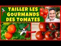 Fautil couper les gourmands des plants de tomates 