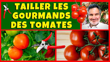 Comment reconnaître un gourmand tomate ?