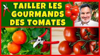 Faut-il couper les gourmands des plants de tomates ?