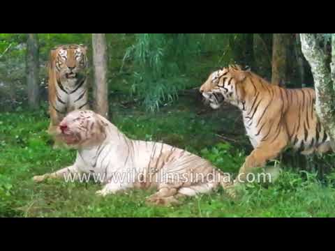 Why do Bengal tigers get furious at white tigers? - Quora