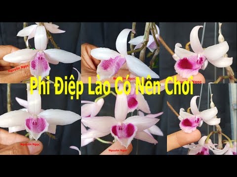 Phi Điệp (Giã Hạc) Lào Có Đáng Chơi Không? | Foci