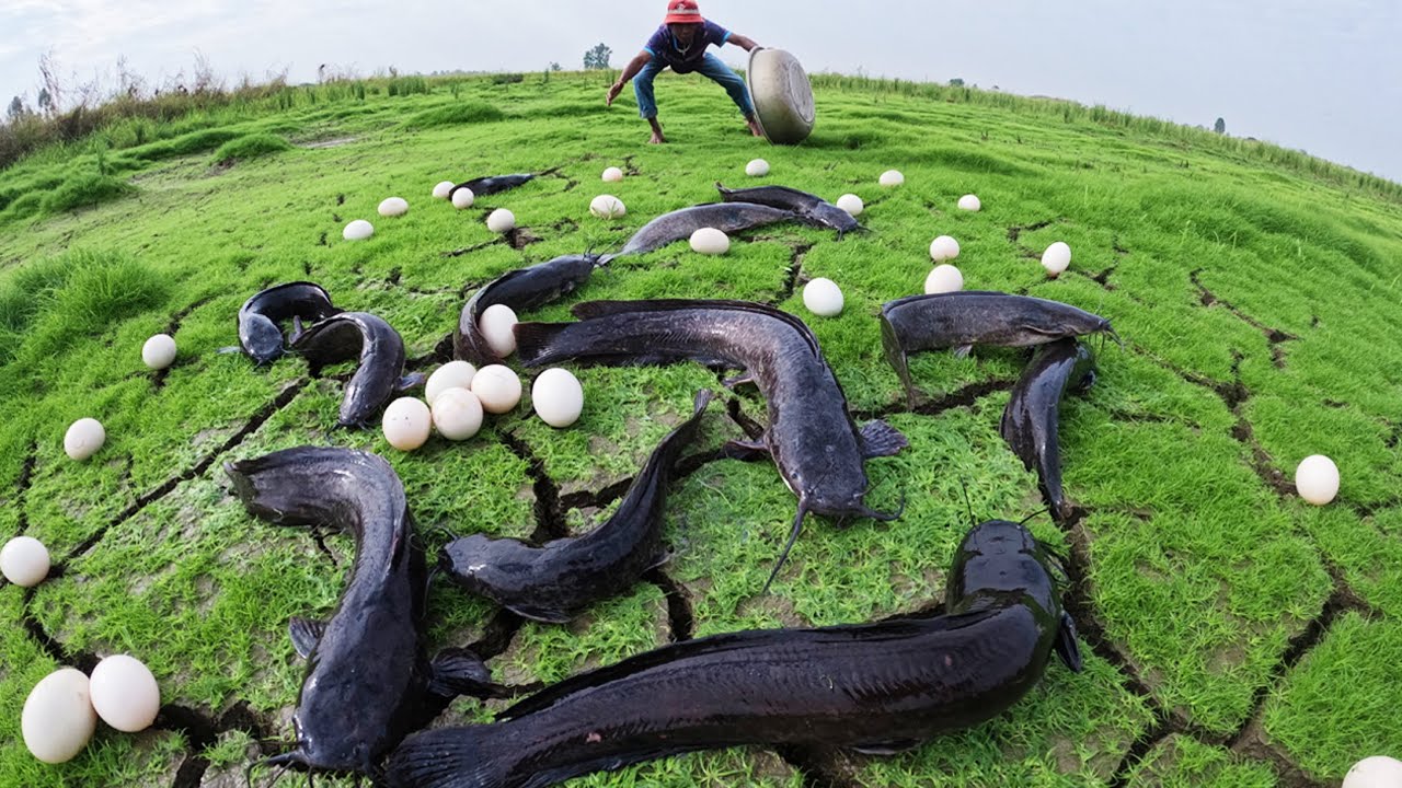 Amazing! A fisherman catch a lot of fish and pick duck eggs in shallow water in pool by best hand