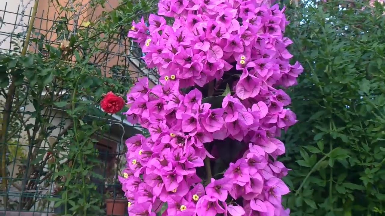 Çiçek Dostum Demet Hanım'ın Bahçesi, Sukulent & Kaktüsleri ve Koleksiyonu | Misafir Bahçeler #10