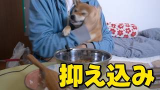 フード時アグレッシブな柴犬を抑え込み！柴犬小夏