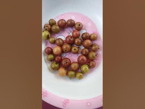 Yummy Alateris#trend #viral #shortvideo #alateris - YouTube
