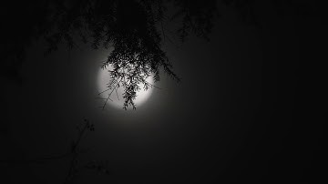 Relax music - video-full-night-moon-behind-hanging-fir-tree