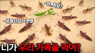 곤충왕이 굶주린 메뚜기떼를 만나면 벌어지는 일